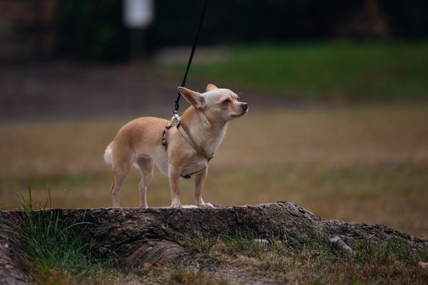 Races de chat : découvrez cinq espèces captivantes