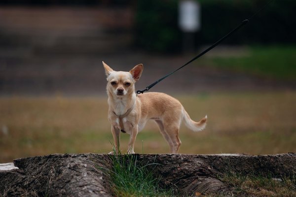 Éduquer mon chien : astuces pour une relation harmonieuse