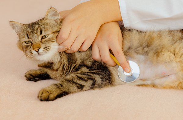 Comment choisir la meilleure assurance pour votre chat ?